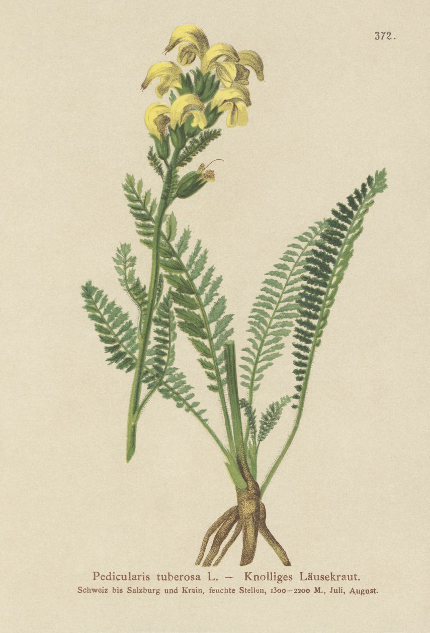 Pédiculaire jaune à long bec - German School
