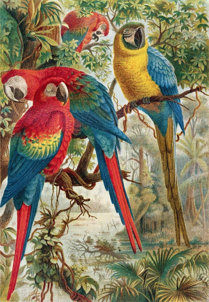 Aras, planche de Brehms Tierleben: Allgemeine Kunde des Tierreichs, vol.5, p.60, publié par Bibliographisches Institut, 1892 - German School
