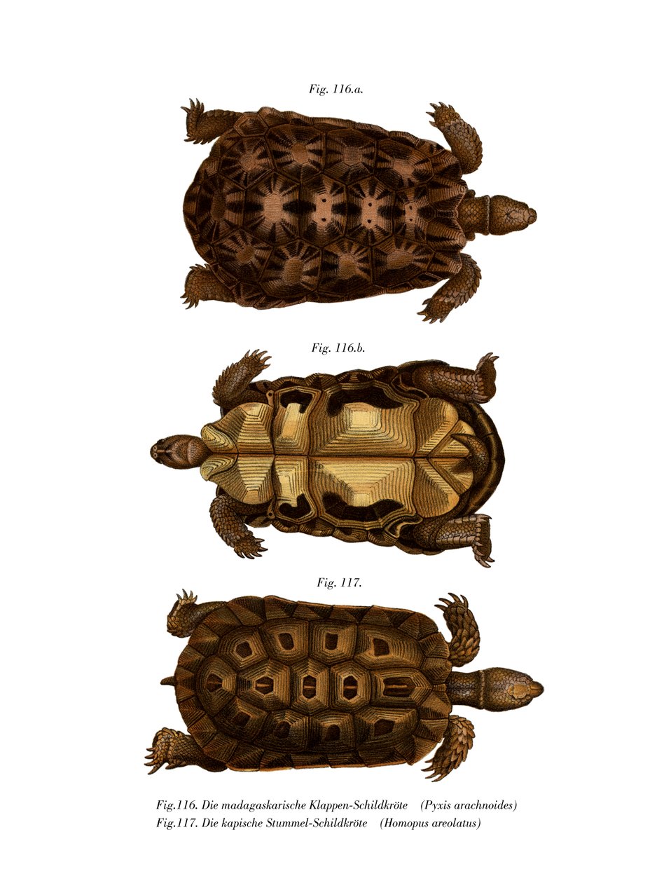 Tortue araignée de Madagascar - German School