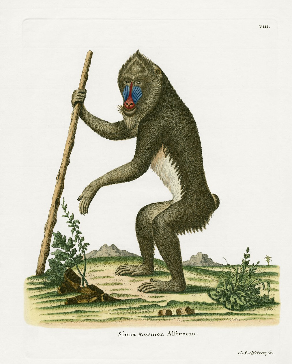 Mandrill - German School