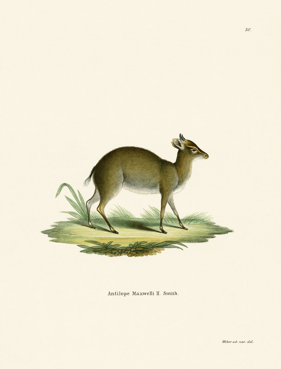 Dik-Dik de Maxwell - German School