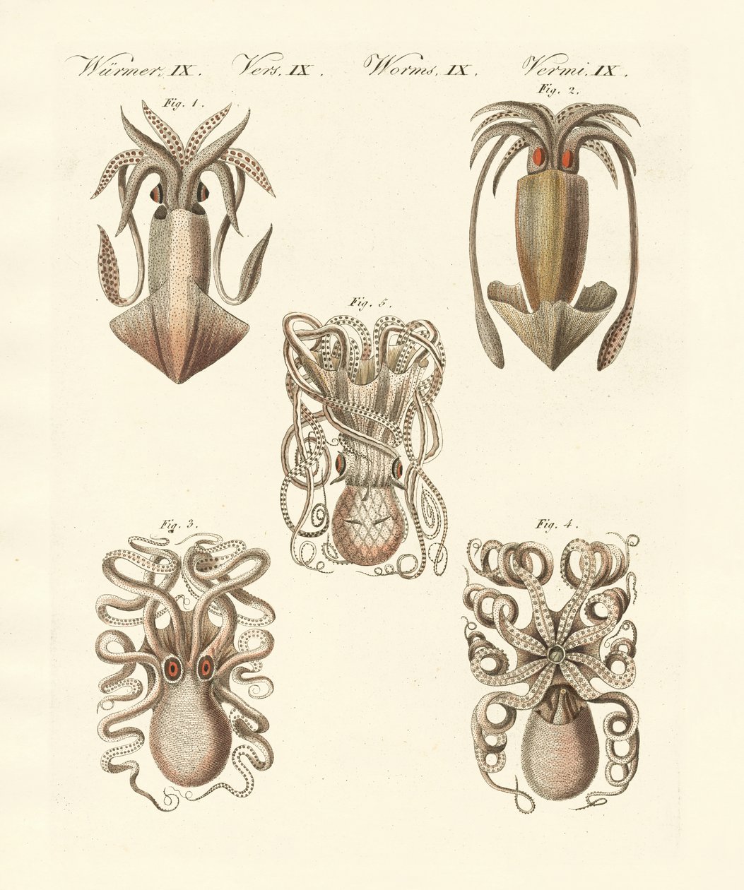 Mollusques ou vers mous - German School