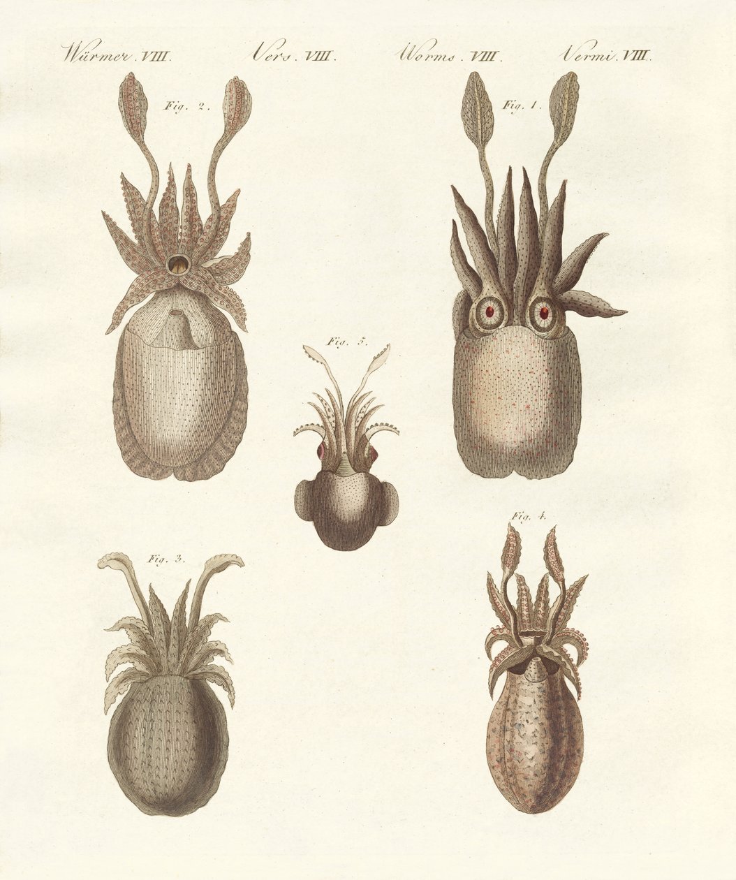 Mollusques ou vers mous - German School