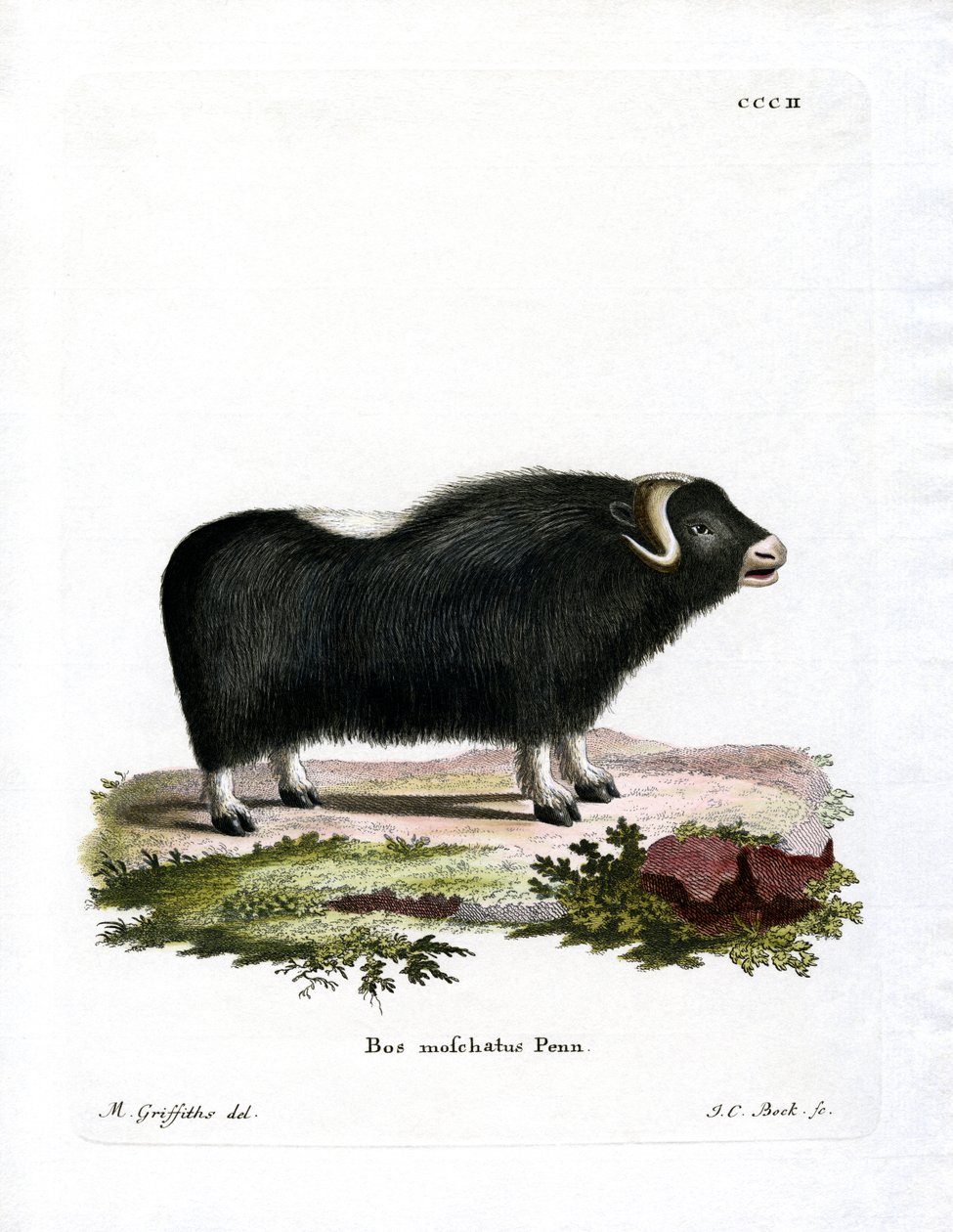 Bœuf musqué - German School