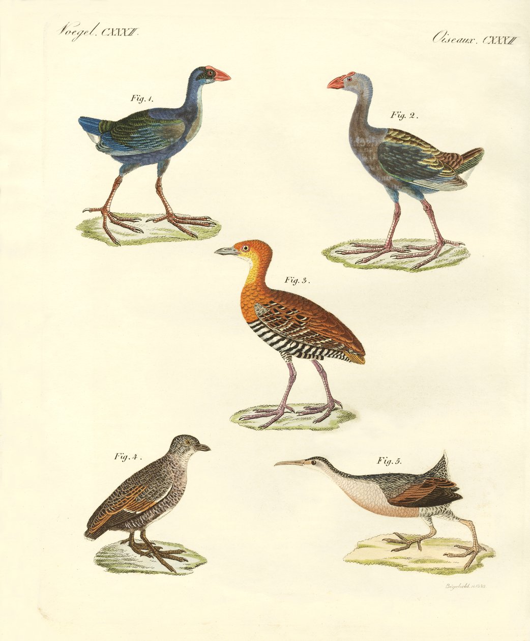 Nouveaux oiseaux - German School