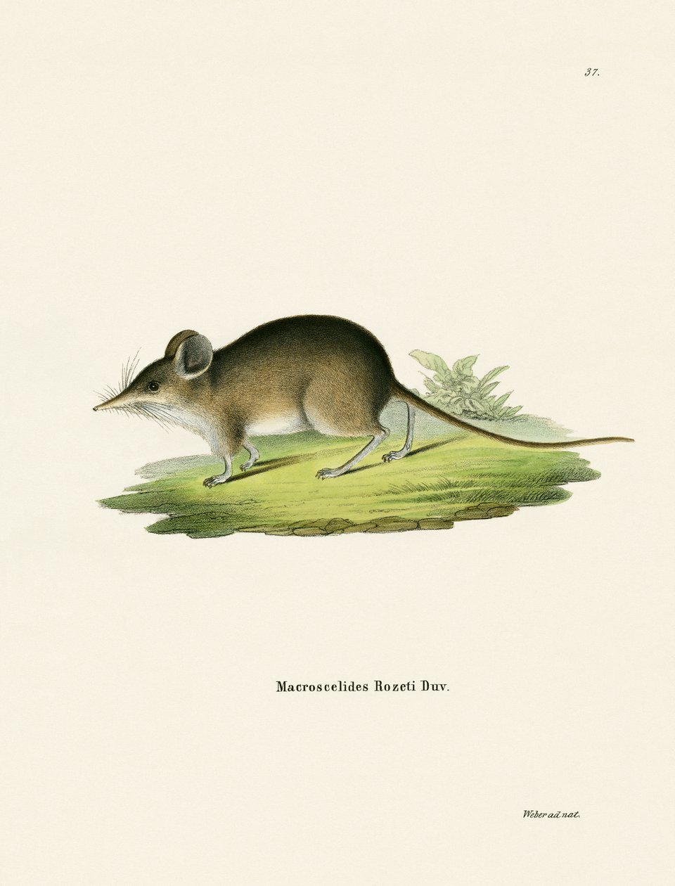 Musaraigne éléphant d