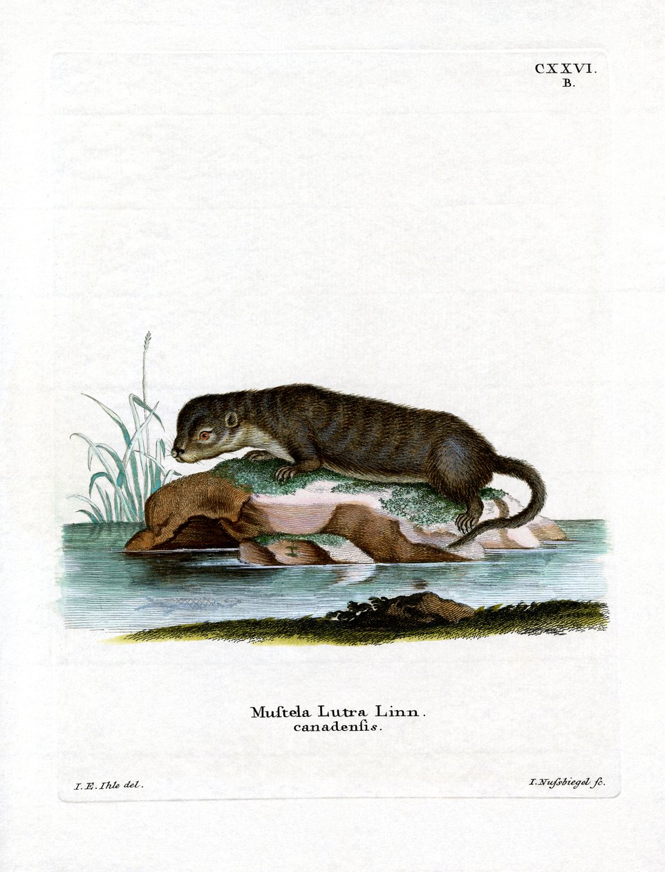 Loutre d