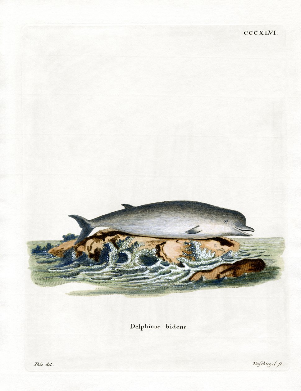 Baleine à bec commune - German School