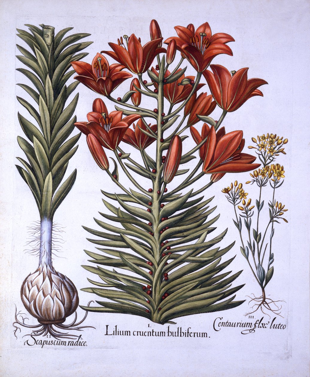 Lys orange avec bulbilles et bulbes, Blackstoria tardive, de Hortus Eystettensis, par Basil Besler, pub. 1613 - German School