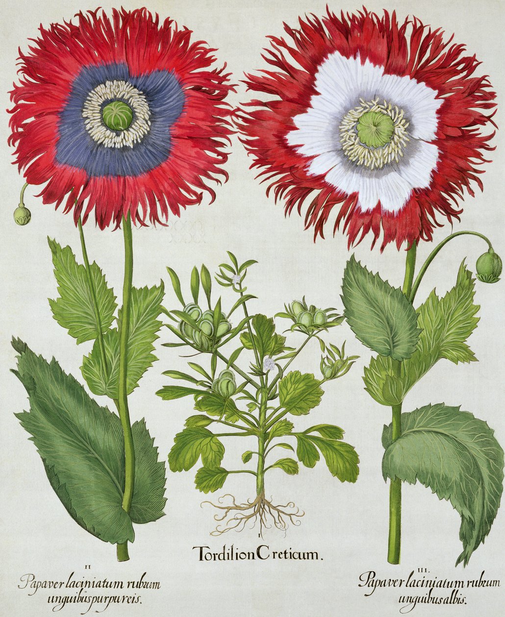 Pavots ornementaux, du Hortus Eystettensis par Basil Besler (1561-1629), pub. 1613 - German School