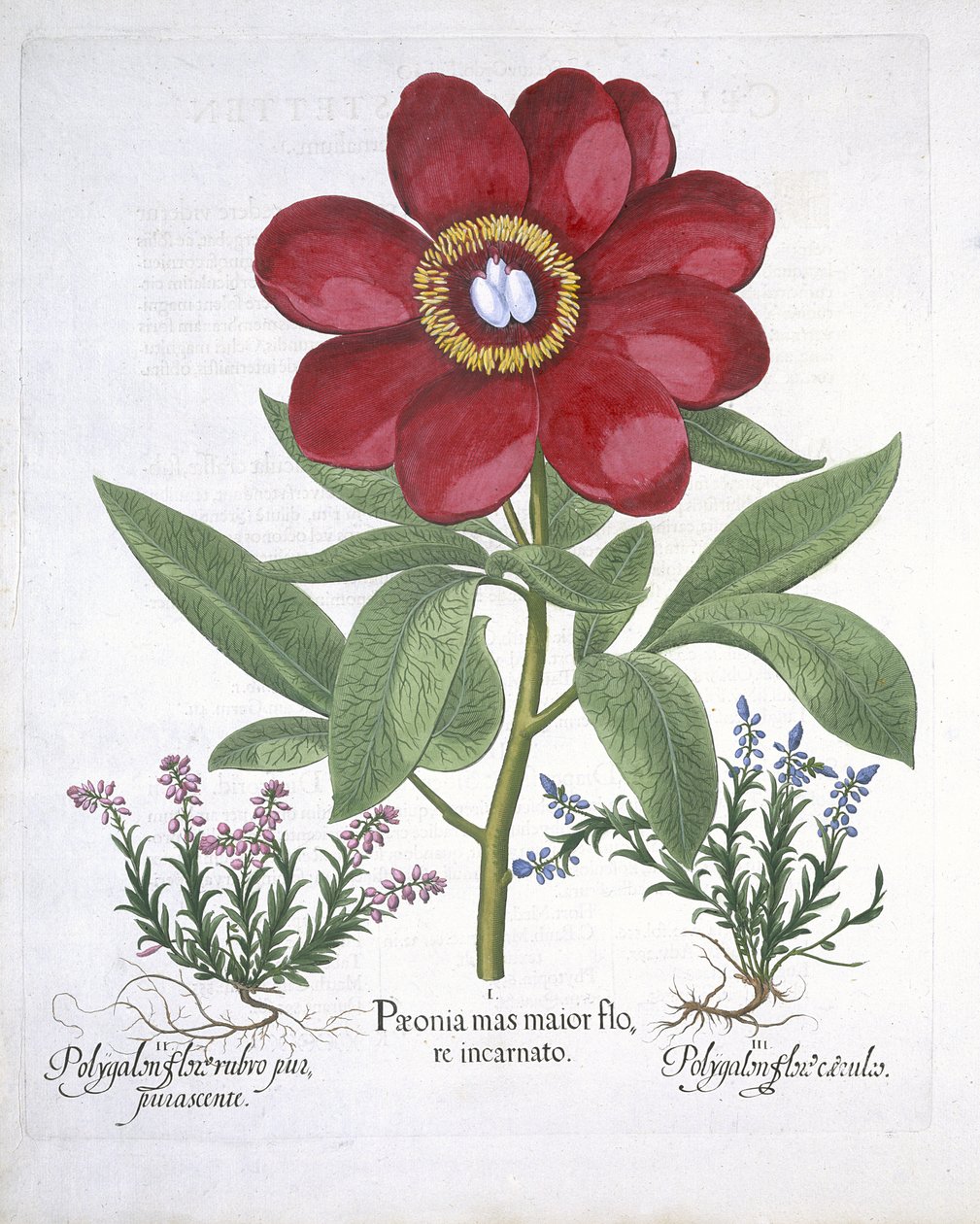 Pivoine et deux Polygalons, de Hortus Eystettensis par Basil Besler (1561-1629) publié en 1613 - German School