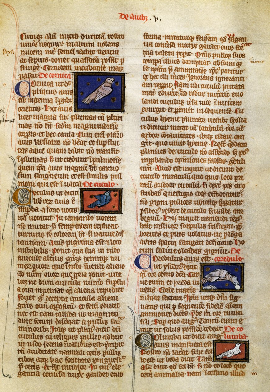Page de De Natura Rerum sur les oiseaux, par Albertus Magnus - German School