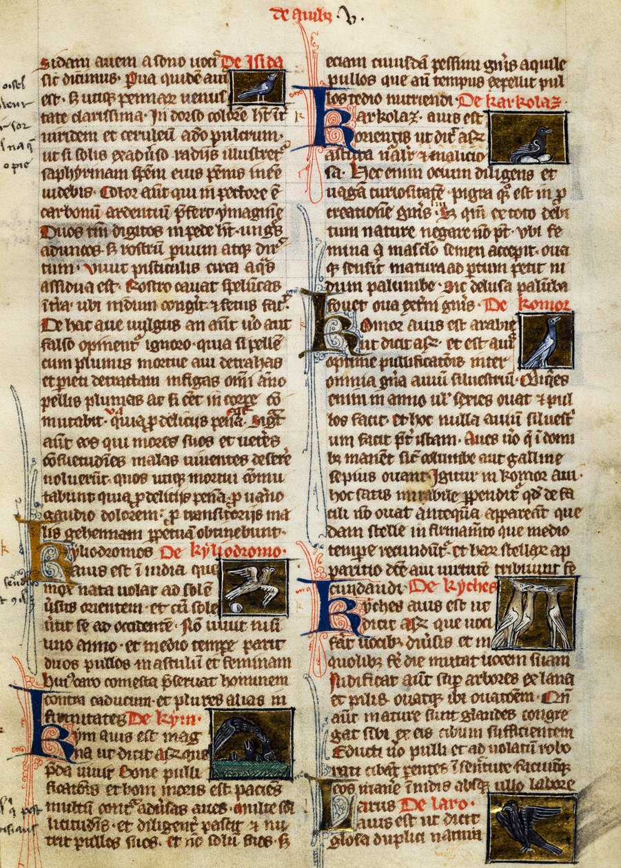 Page de De Natura Rerum sur les oiseaux, par Albertus Magnus - German School