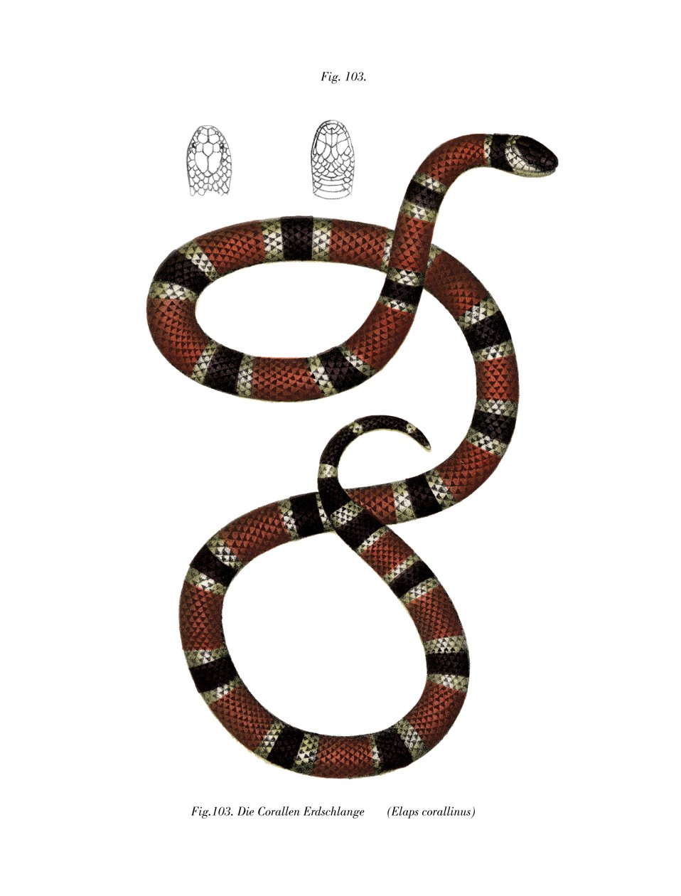 Serpent corail peint - German School