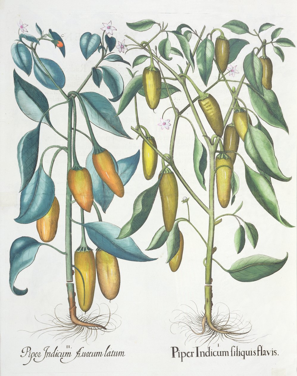 Poivrons, du Hortus Eystettensis par Basil Besler - German School