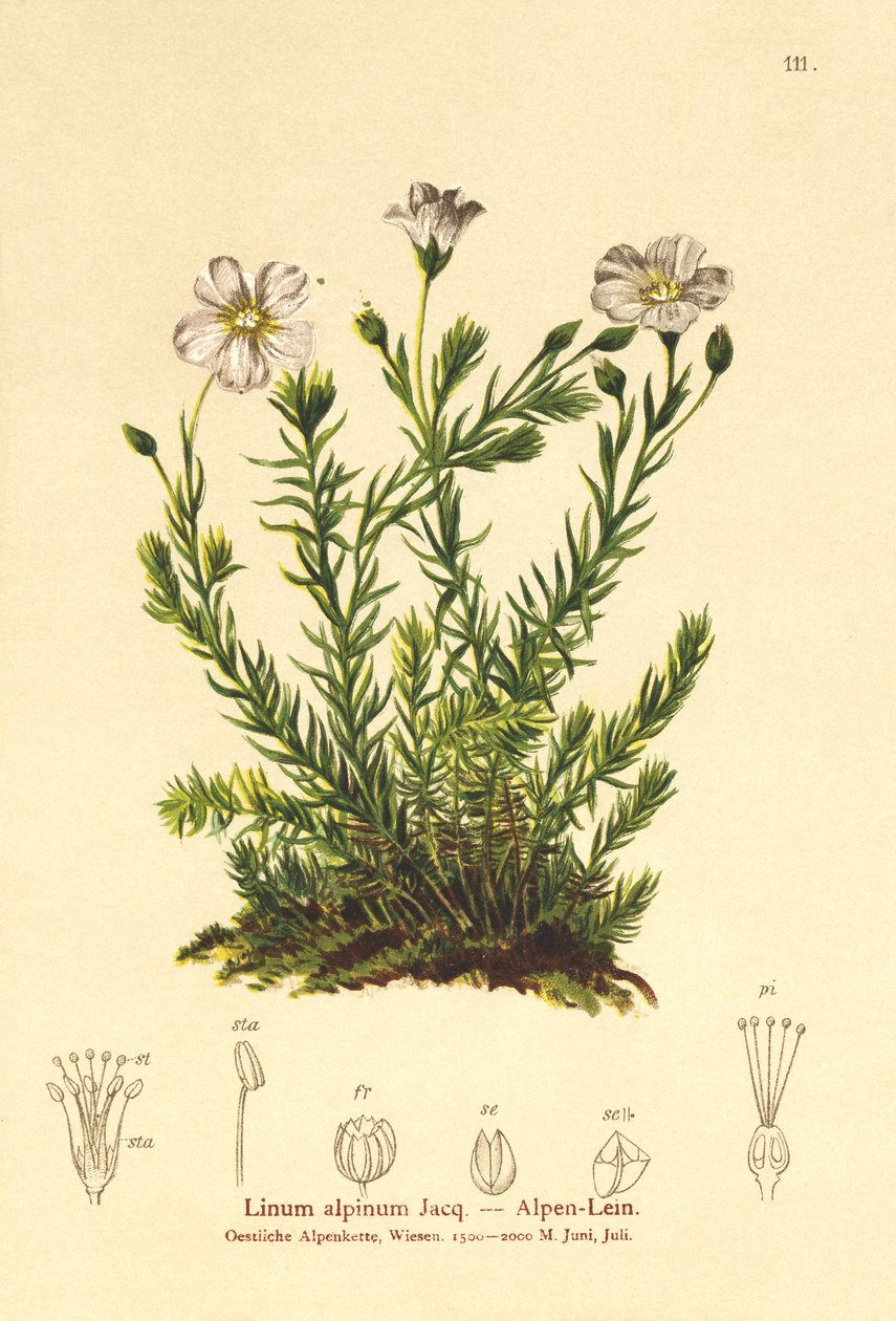 Lin vivace (Linum perenne) - German School