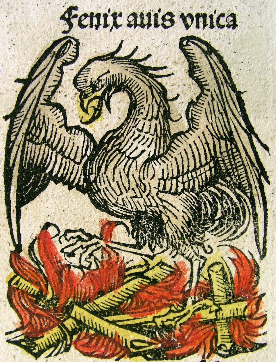 Phénix, publié dans la Chronique de Nuremberg, 1493 - German School