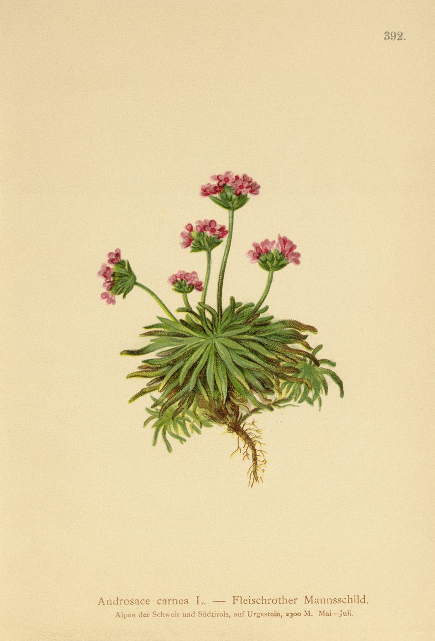 Androsace rose - German School