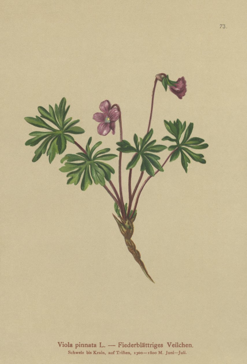 Violette pennée (Viola pinnata) - German School