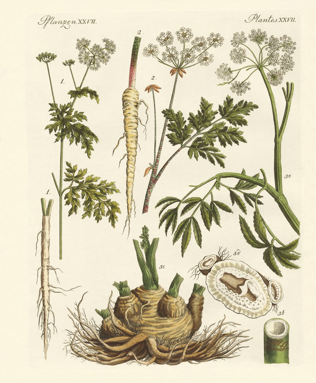 Plantes toxiques allemandes - German School