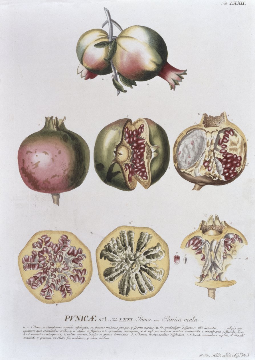 Grenade, gravée par Johann Jakob Haid, planche 72 d