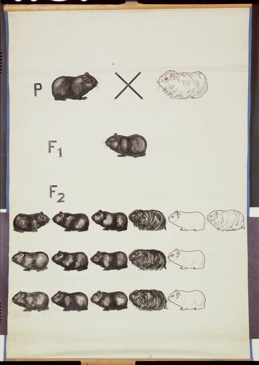 Affiche démontrant la loi de Mendel chez les cochons d