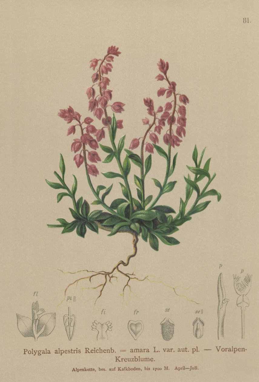 Polygale préalpin (Polygala alpestris, Polygala amara var. aut. pl., Polygala brachyptera) - German School