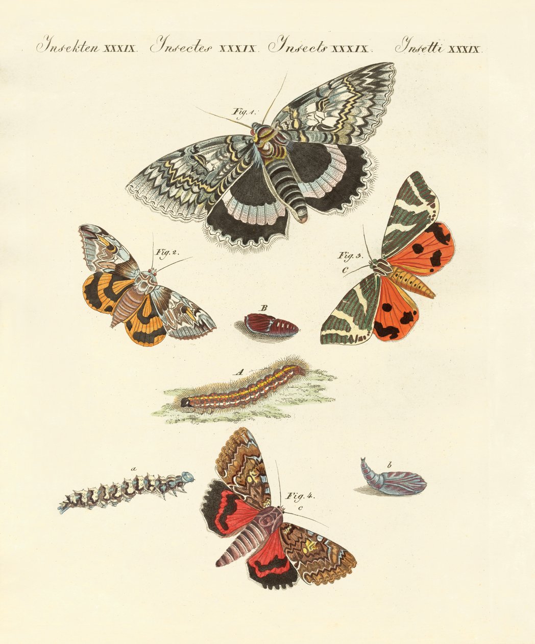 Papillons de nuit rares allemands - German School