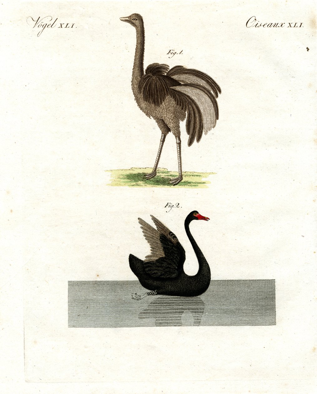 Oiseaux rares - German School