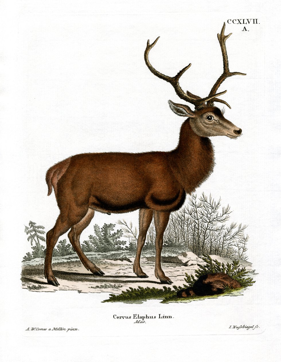 Cerf rouge - German School