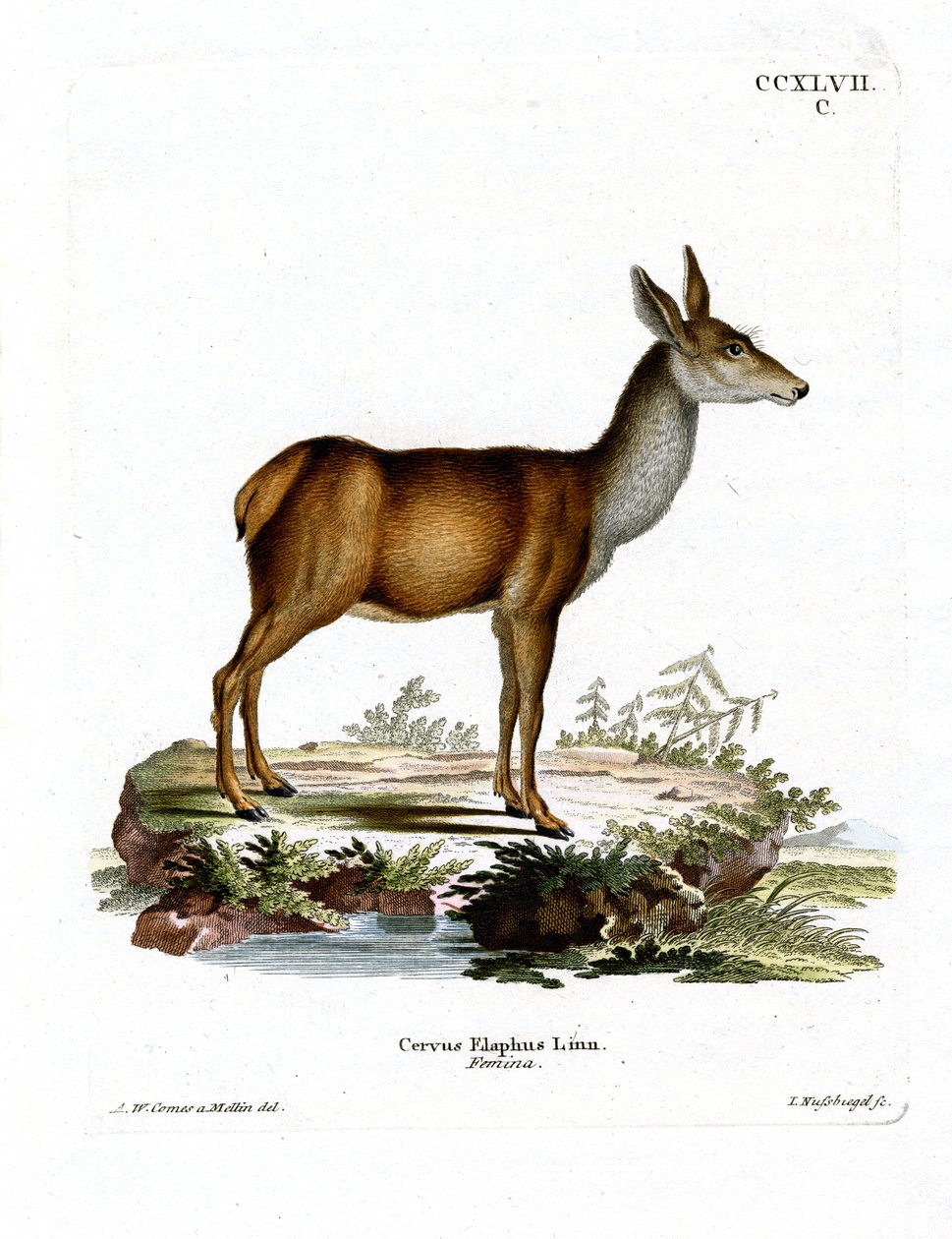 Cerf rouge - German School