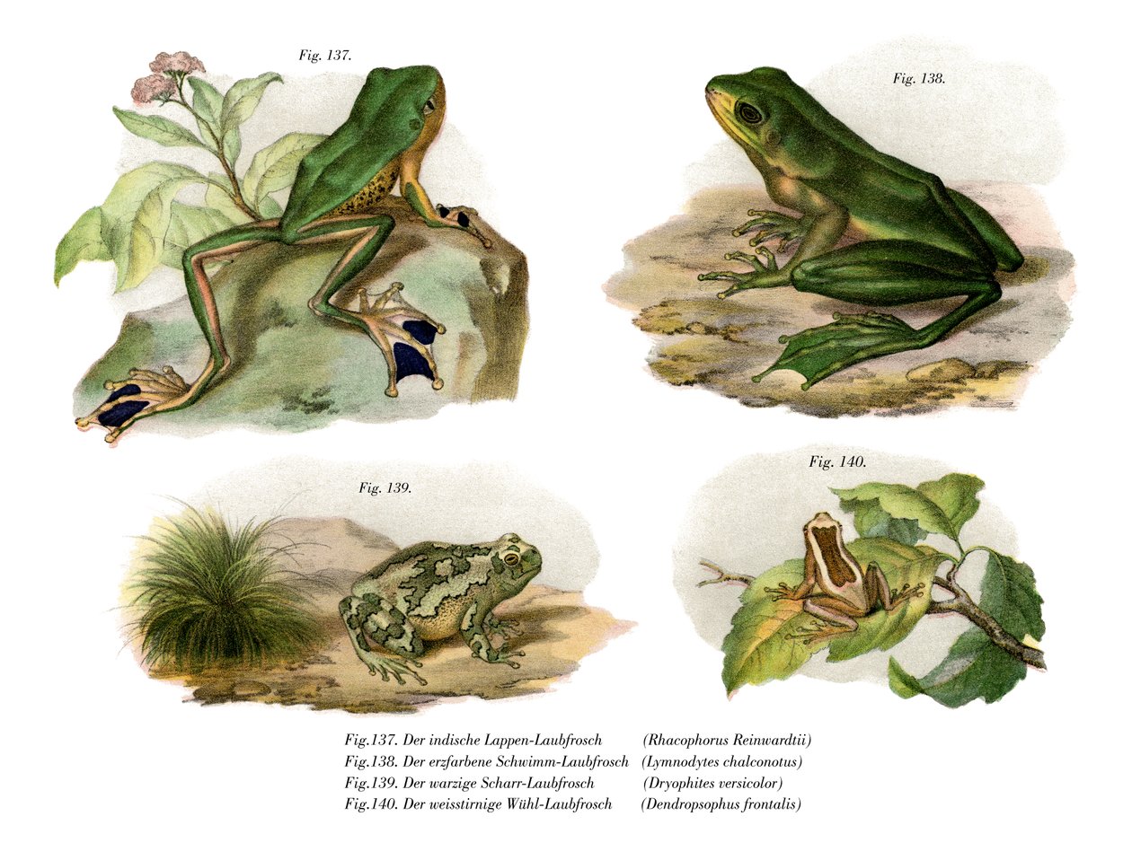 Grenouille volante de Reinwardt - German School