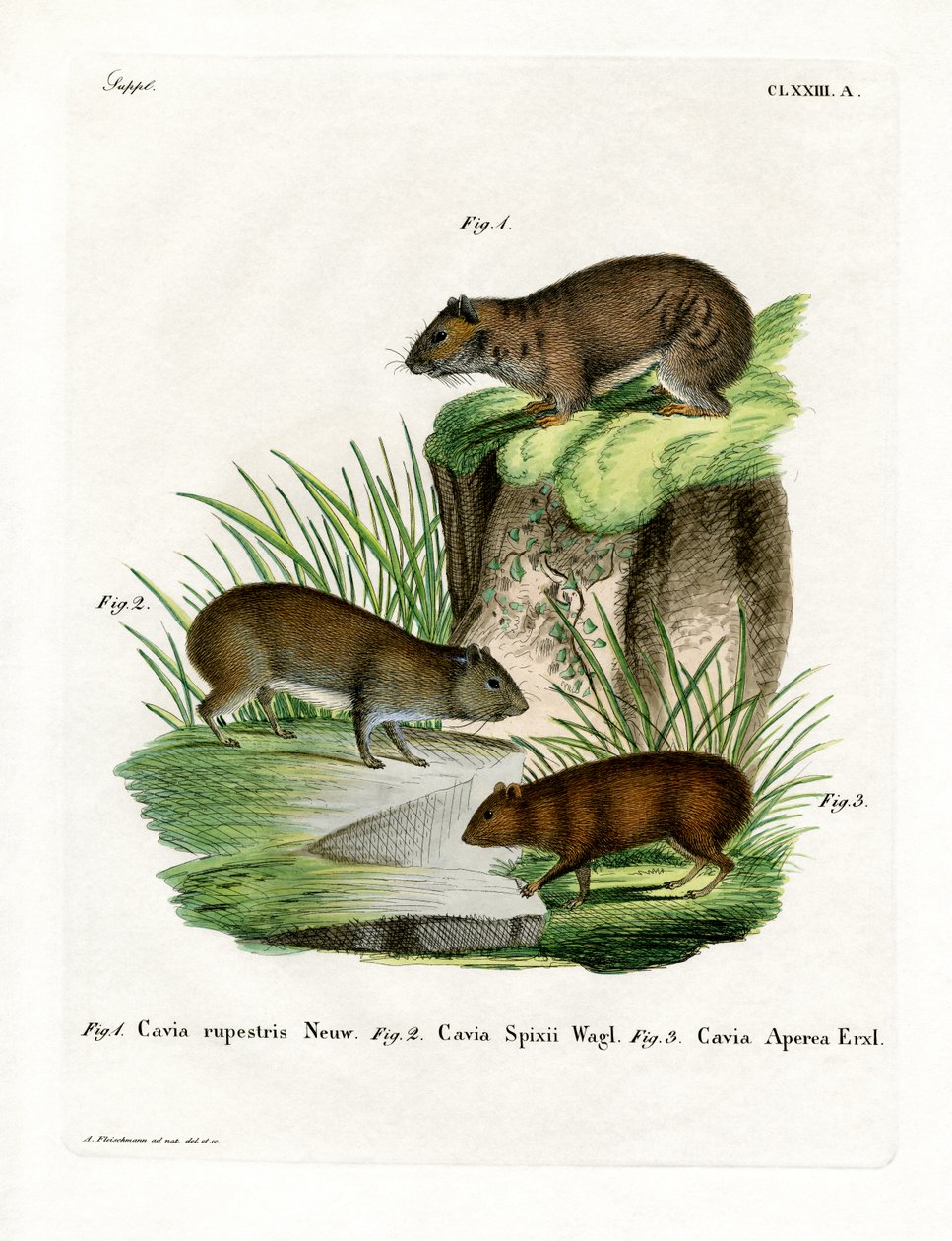 Cavy des rochers - German School