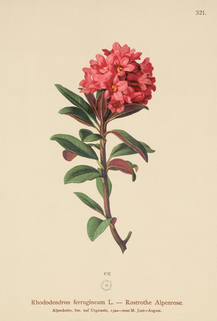 Rhododendron ferrugineux (Rhododendron ferrugineum) - German School