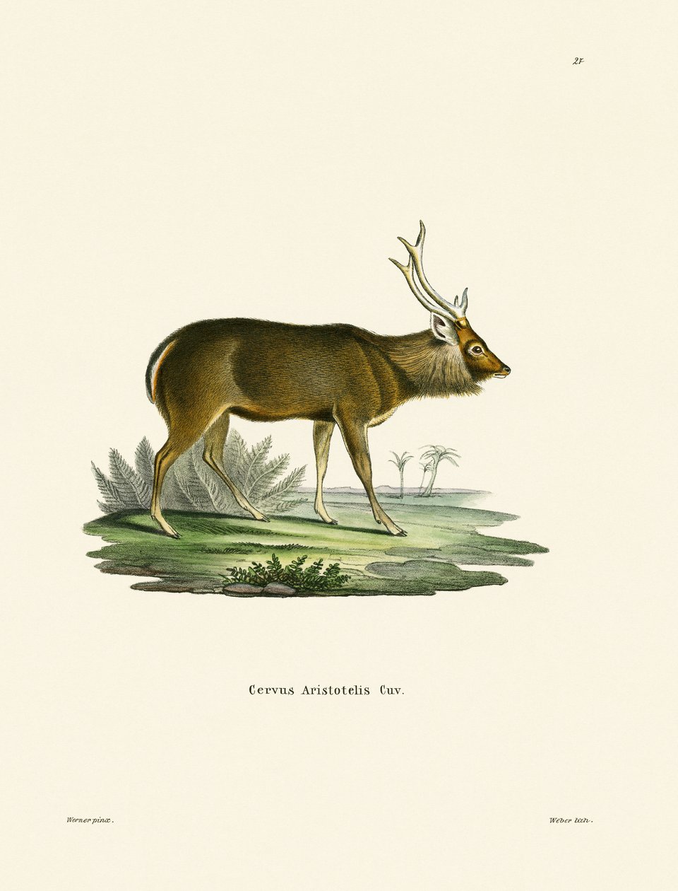 Sambar - German School