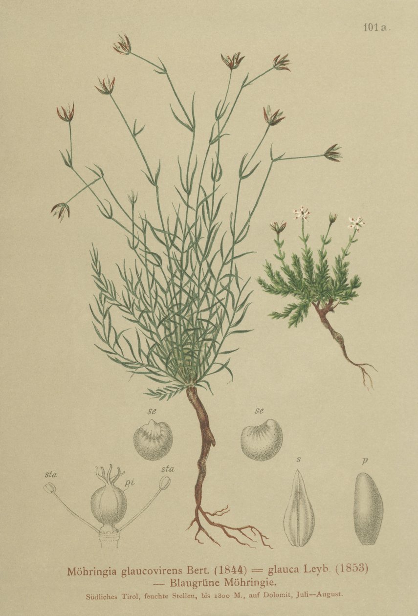 Sabuline (Moehringia glaucovirens) - German School