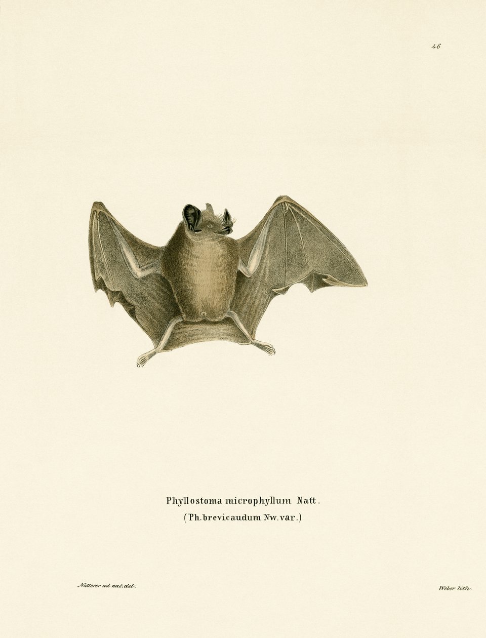 Chauve-souris à queue courte soyeuse - German School
