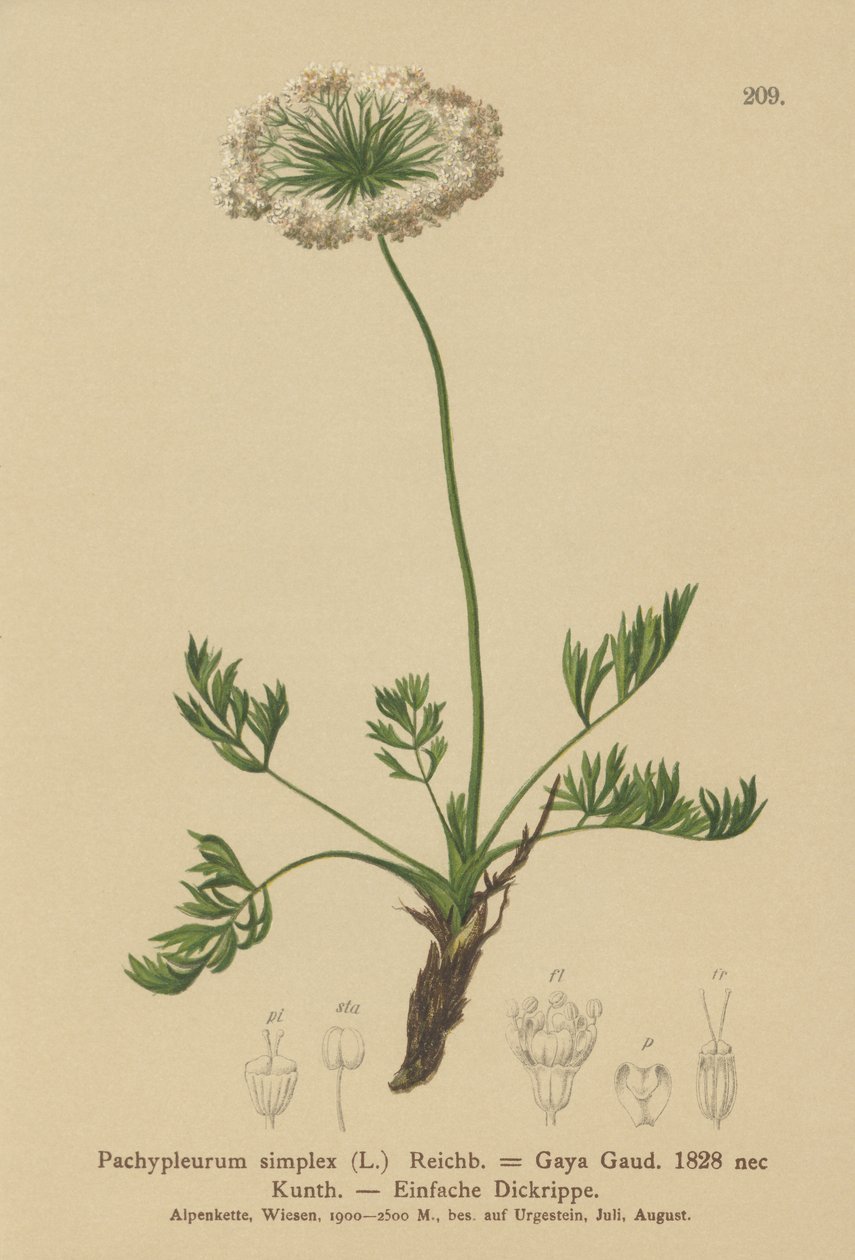Petite livèche alpine (Pachypleurum mutellinoides, Pachypleurum simplex, Neogaya simplex, Gaya simplex, Ligusticum simplex) - German School