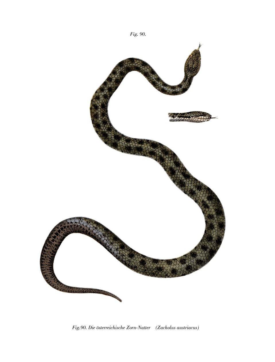 Serpent Lisse - German School