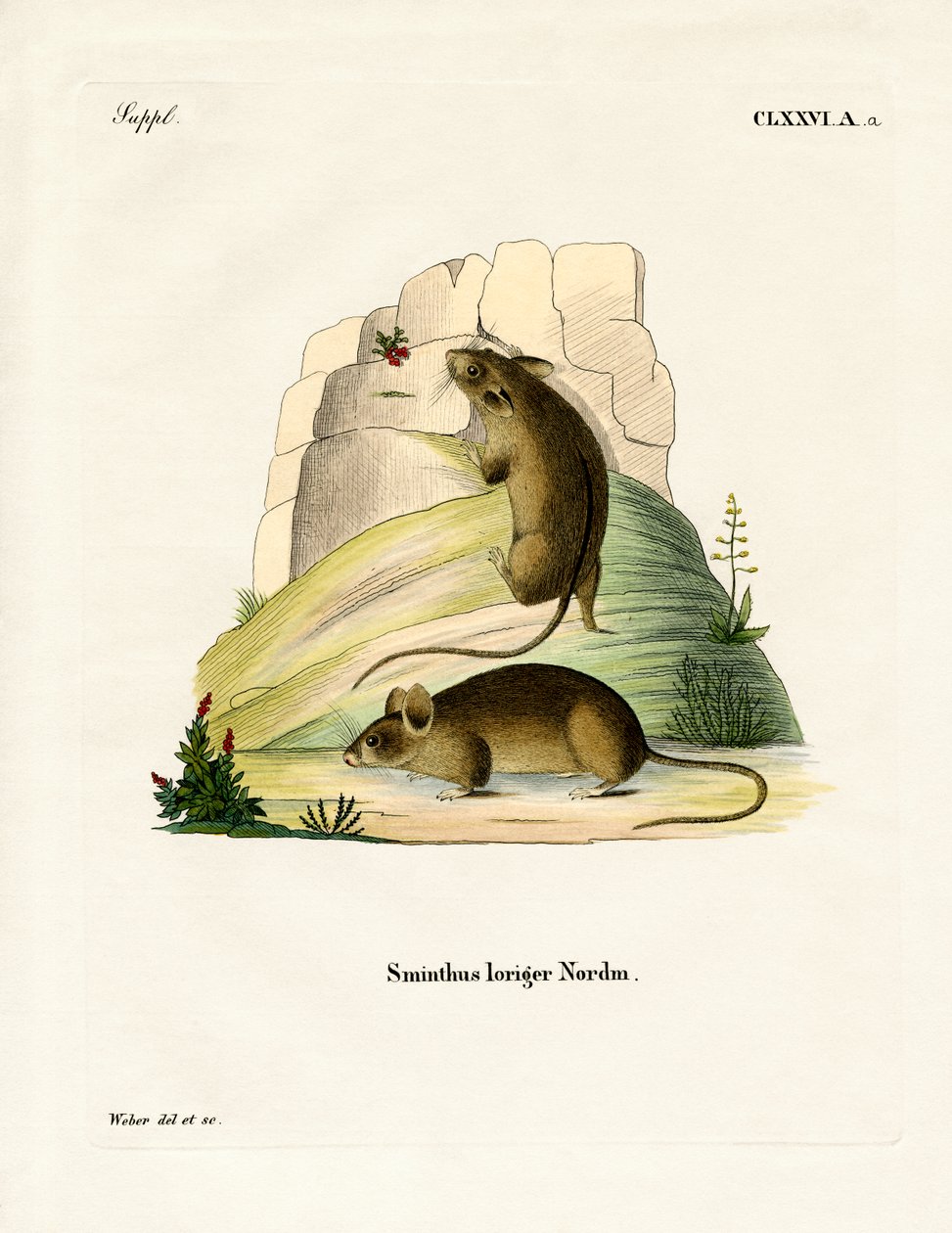 Souris des bouleaux du Sud - German School