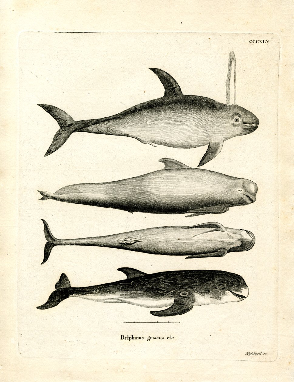 Espèces de Dauphins - German School