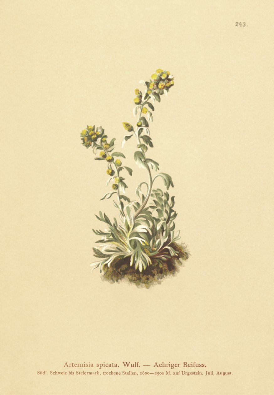 Armoise épineuse (Artemisia spicata, Artemisia bocconei, Artemisia genipi) - German School