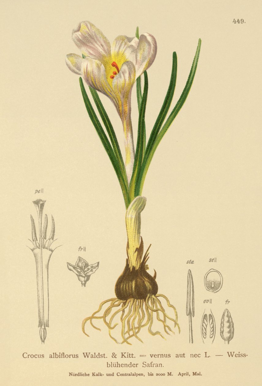 Crocus de printemps (Crocus albiflorus, Crocus vernus) - German School