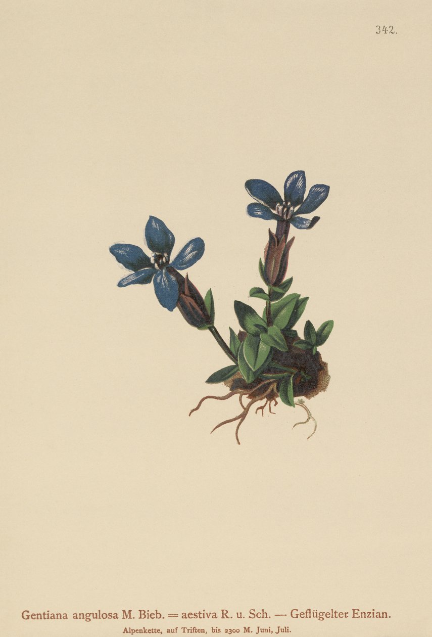 Gentiane printanière (Gentiana verna, Gentiana angulosa, Gentiana aestiva) - German School