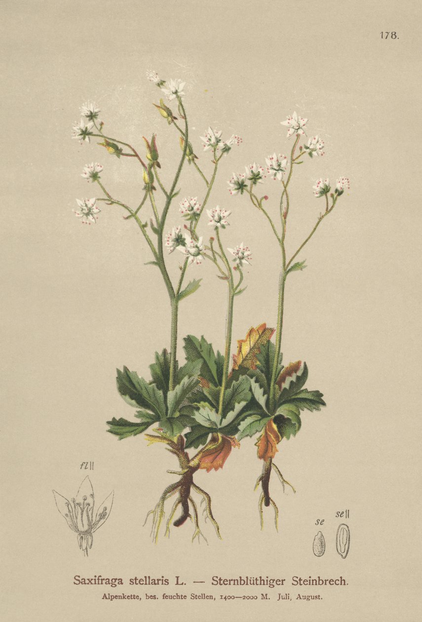 Saxifrage étoilée (Saxifraga stellaris) - German School
