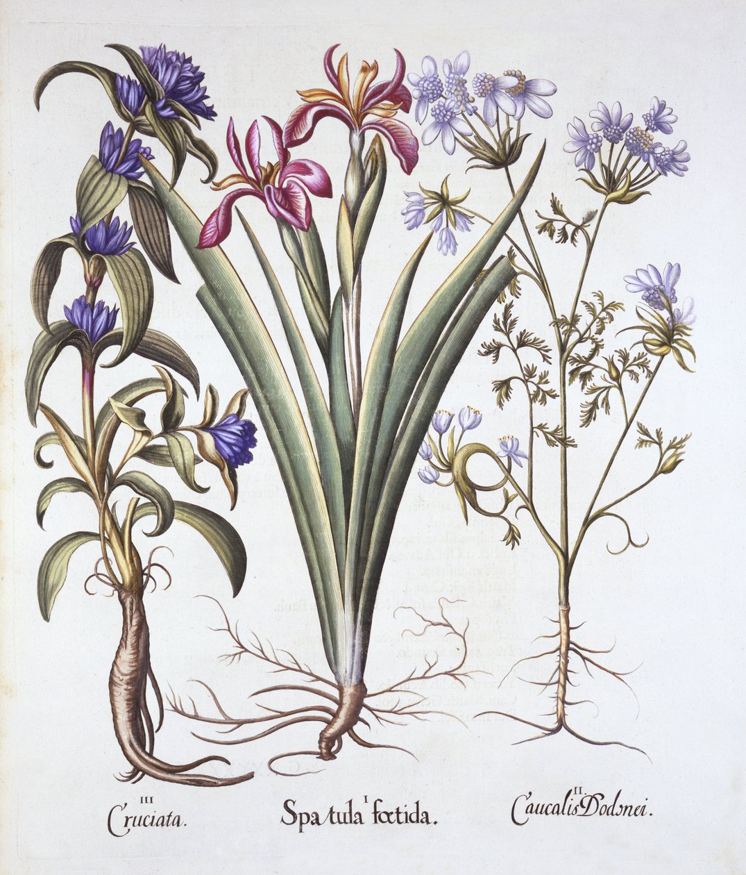 Stinking Iris, Orlaya et Crosswort Gentian, de Hortus Eystettensis, par Basil Besler, pub. 1613 - German School