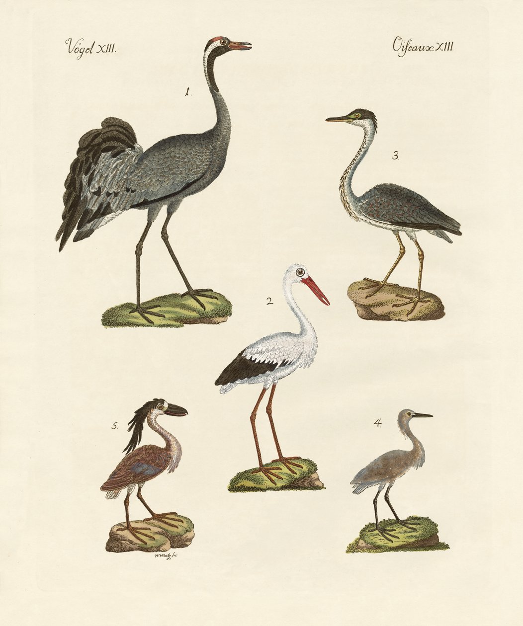Oiseaux de plage étranges - German School