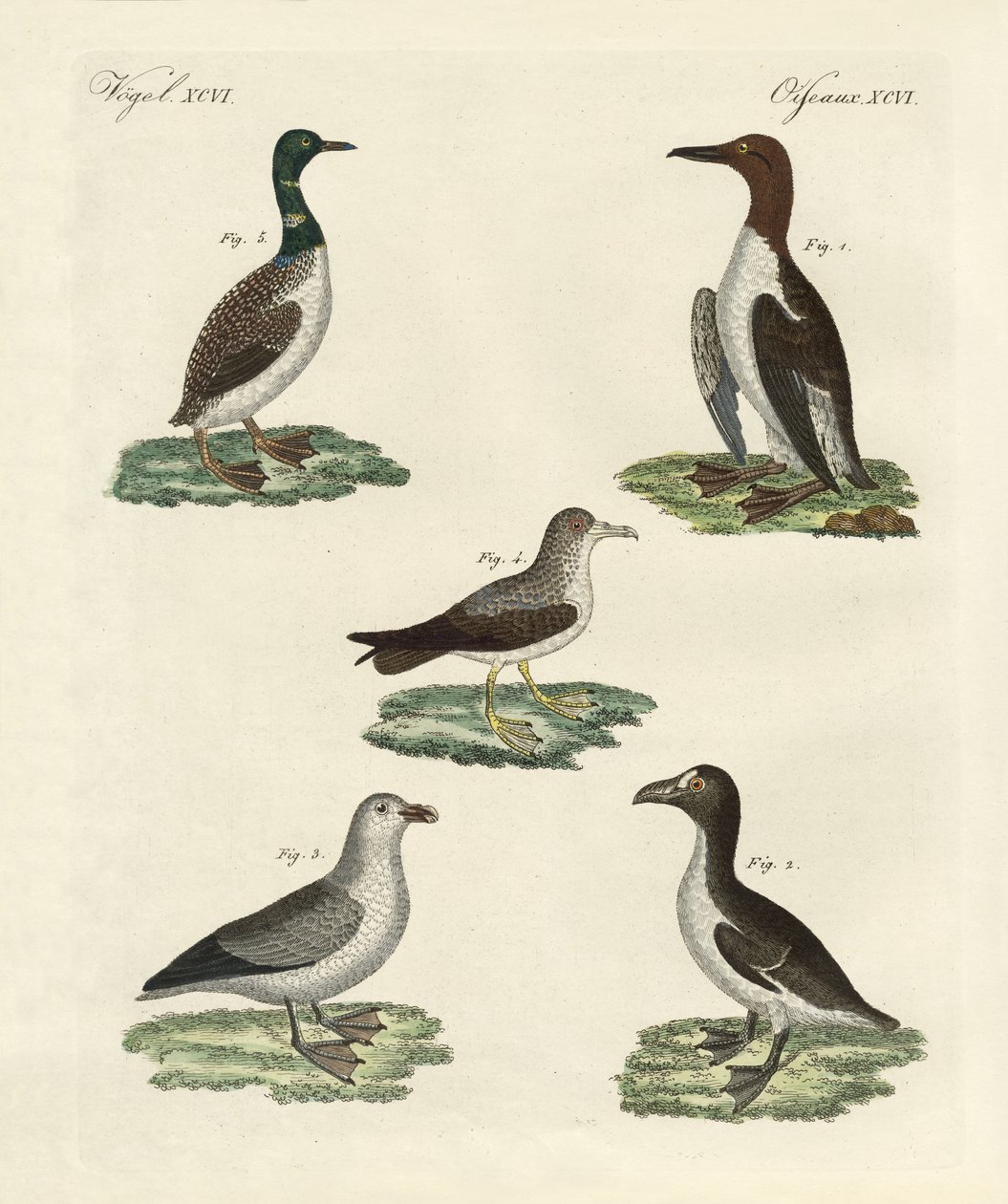 Oiseaux étranges - German School