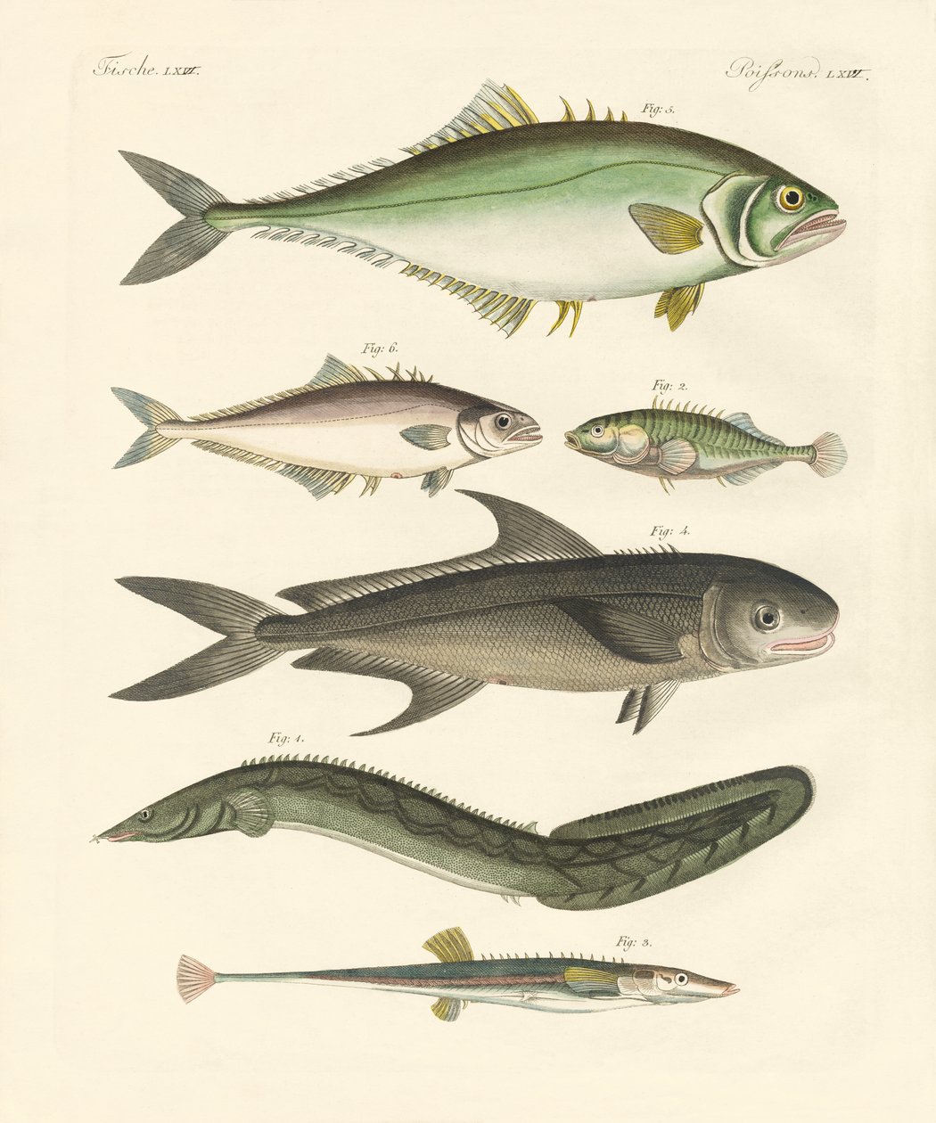 Étranges poissons - German School