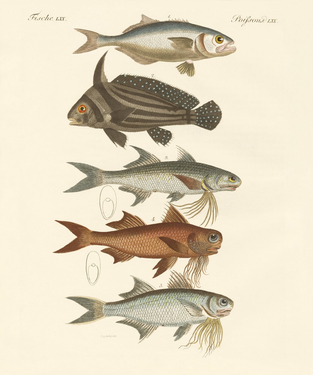 Poisson étrange - German School